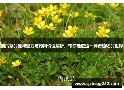 猫爪草的独特魅力与药用价值解析，带你走进这一神奇植物的世界